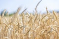 Wheat Rye Field, Ears of wheat close up. Harvest and harvesting concept. Ripe barley on the field on late summer morning time, Royalty Free Stock Photo