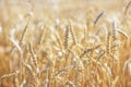 Wheat Rye Field, Ears of wheat close up. Harvest and harvesting concept. Ripe barley on the field on late summer morning time, Royalty Free Stock Photo