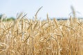 Wheat Rye Field, Ears of wheat close up. Harvest and harvesting concept. Ripe barley on the field on late summer morning time, Royalty Free Stock Photo