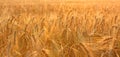 Wheat Rye Field, Ears of wheat close up. Harvest and harvesting concept. Ripe barley on the field on late summer morning time, Royalty Free Stock Photo