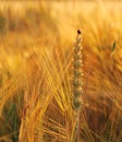 Wheat, rye, oats with ladybug Royalty Free Stock Photo