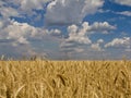 Wheat rye sky cloud Royalty Free Stock Photo