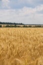 Wheat rye sky cloud Royalty Free Stock Photo