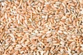 Wheat, rye, spelt, barley and sorghum grain seeds close up pattern background. Top view. Royalty Free Stock Photo