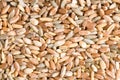 Wheat, rye, spelt, barley and sorghum grain seeds close up pattern background. Top view. Royalty Free Stock Photo