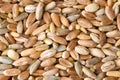 Wheat, rye, spelt, barley and sorghum grain seeds close up pattern background. Top view. Royalty Free Stock Photo