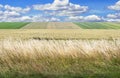 Wheat's grassland