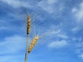 Wheat seed heads, two, against a blue sky