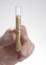 Wheat Seed In Test Tube Royalty Free Stock Photo