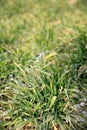 Wheat seedling after the beginning of spring