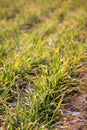 Wheat seedling after the beginning of spring