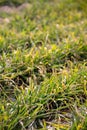 Wheat seedling after the beginning of spring