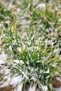 Wheat seedlings covered by winter snow