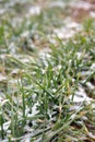 Wheat seedlings covered by winter snow