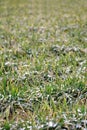 Wheat seedlings covered by winter snow