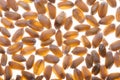 Wheat seeds Royalty Free Stock Photo