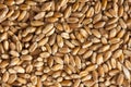 Wheat seeds