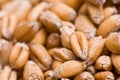 Wheat seeds Royalty Free Stock Photo