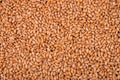 Wheat seeds background Royalty Free Stock Photo