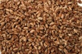 Wheat seeds background
