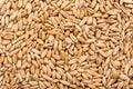 Wheat Seeds Background Royalty Free Stock Photo