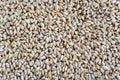 Wheat seeds background Royalty Free Stock Photo