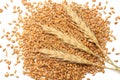 wheat seeds background with spikelets. wheat seeds texture. top view.