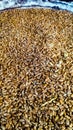 Wheat seeds Royalty Free Stock Photo