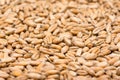 Wheat Seeds Close Up Royalty Free Stock Photo