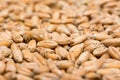 Wheat Seeds Details Royalty Free Stock Photo