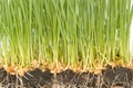 Wheat seeds with green sprouts