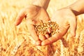Wheat seeds in hands Royalty Free Stock Photo