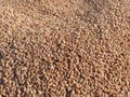 Wheat seeds in market to selling Royalty Free Stock Photo