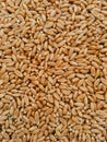 Wheat seeds pile cereal grain dried staple food whole common seed gehoon beej graines ble sementes trigo semillas trigo photo.