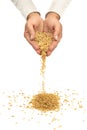 Wheat seeds pouring from hands