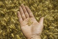 Wheat seeds in rough hands Royalty Free Stock Photo