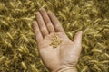 Wheat seeds in rough hands