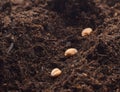 Wheat seeds in soil or substrate closed up