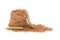 Wheat seeds spilling from a jute sack and ripe ears Royalty Free Stock Photo