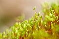 Wheat seeds sprouting