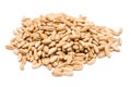 Wheat Seeds