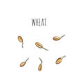 Wheat set of growing seeds - vector illustration. Microgreens in the style of sketch and hand drawing. Healthy and