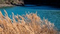 Wheat-shaped susuki plants on a sunny day near a river