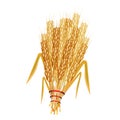 Wheat sheaf Royalty Free Stock Photo