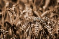 Wheat Sheafs Royalty Free Stock Photo