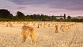 Wheat sheaves Royalty Free Stock Photo