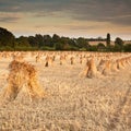 Wheat sheaves Royalty Free Stock Photo