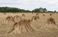 Wheat sheaves drying in a field Royalty Free Stock Photo