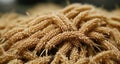 Wheat sheaves, golden and ripe, ready for harvest