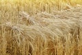 Wheat sheaves at the harvest